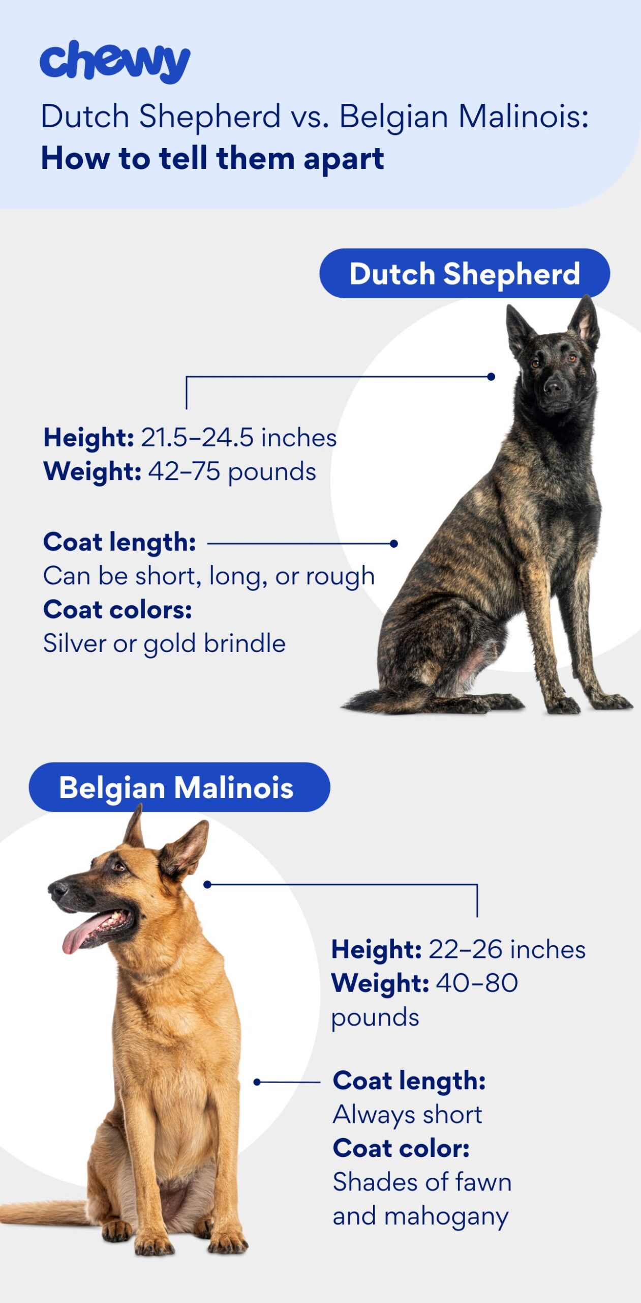 A graphic showing the differences in appearances between a Dutch Shepherd and a Belgian Malinois 