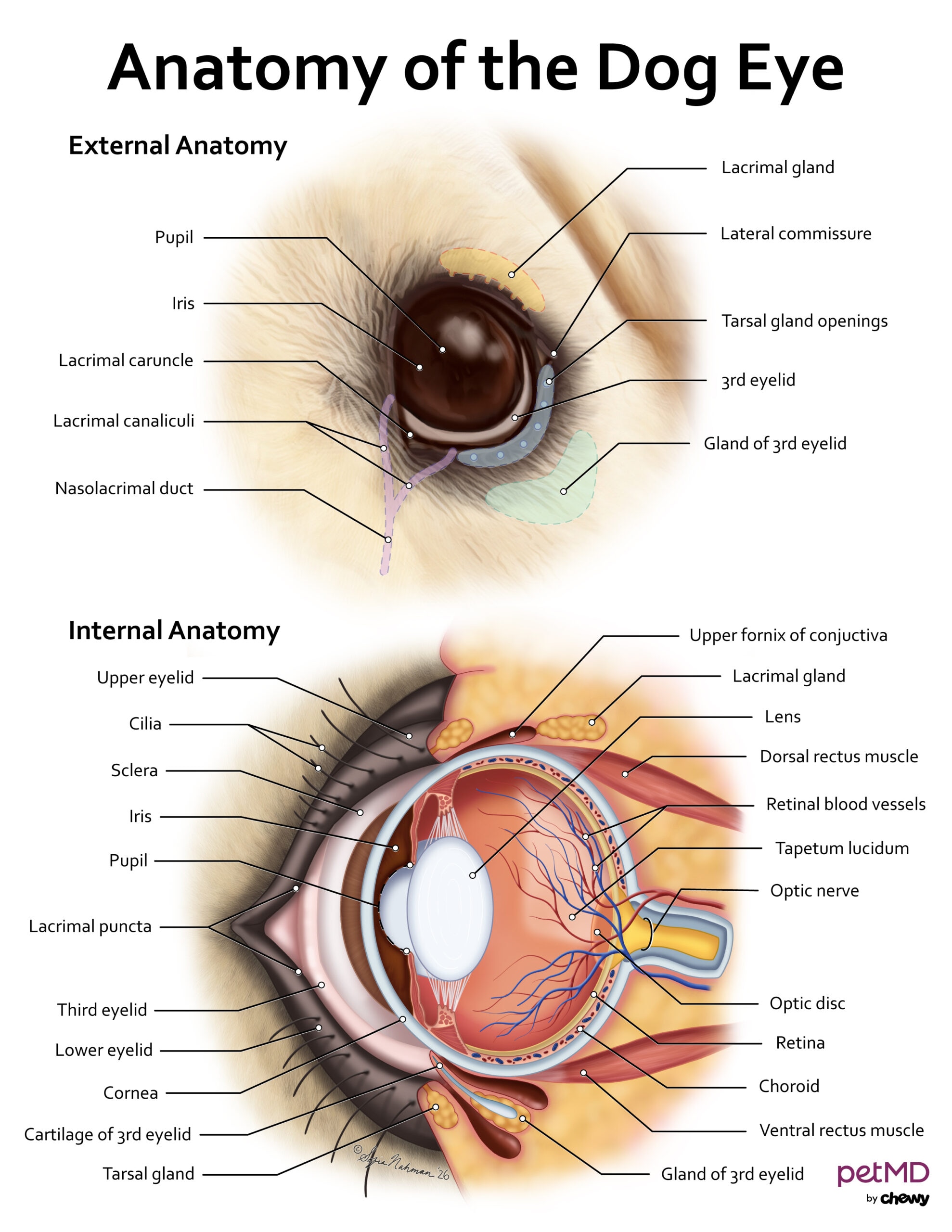 dog eye anatomy; a diagram of the anatomy of a dog eye.