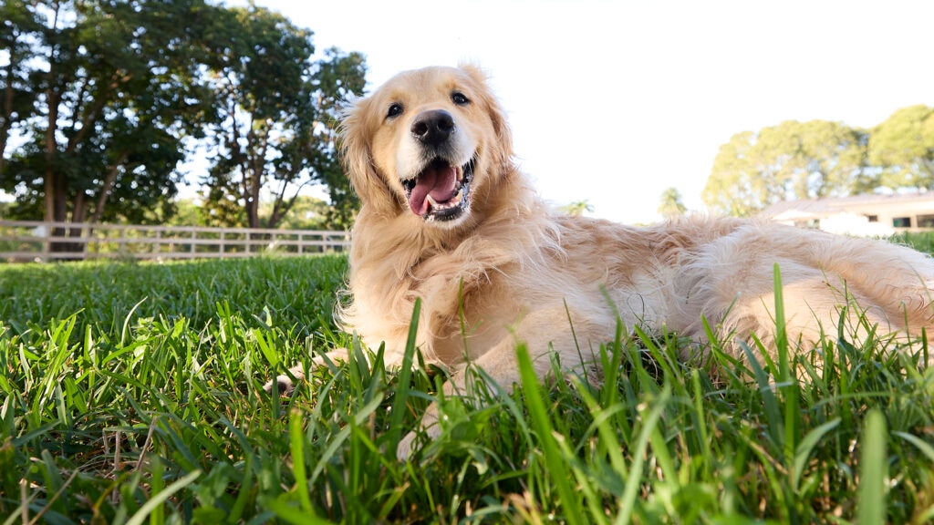 anaplasmosis in dogs