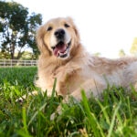 Anaplasmosis in Dogs: Signs, Treatment, and Prevention