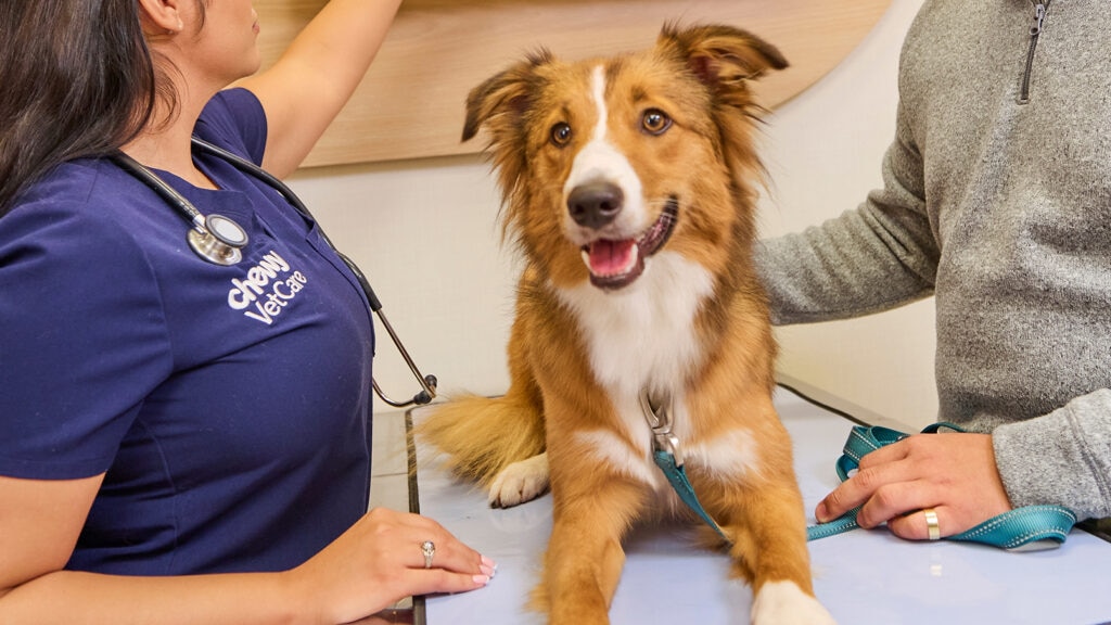 cold laser therapy for dogs