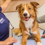 Cold Laser Therapy for Dogs: Benefits, Cost, and More