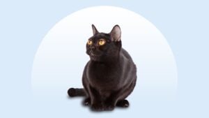 Bombay Cat