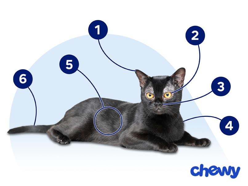 Photo of a Bombay Cat