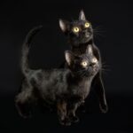 Two black Bombay cats on an all-black background