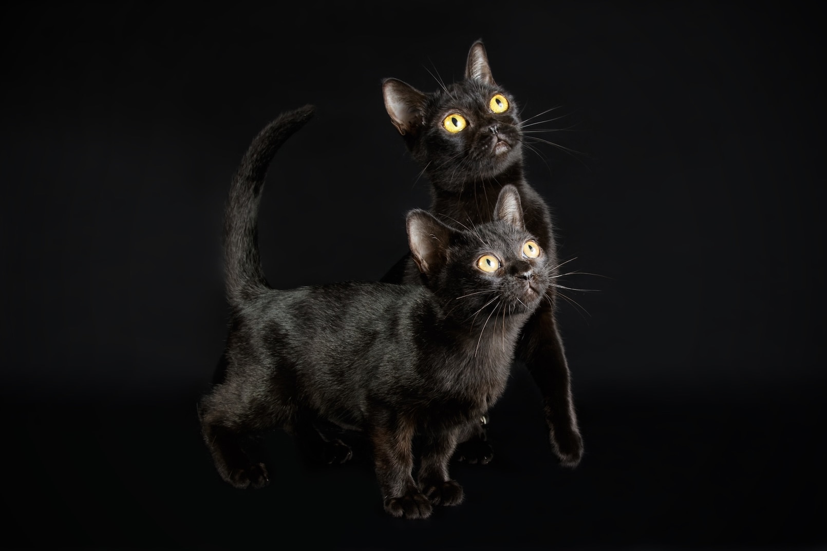 Two black Bombay cats on an all-black background