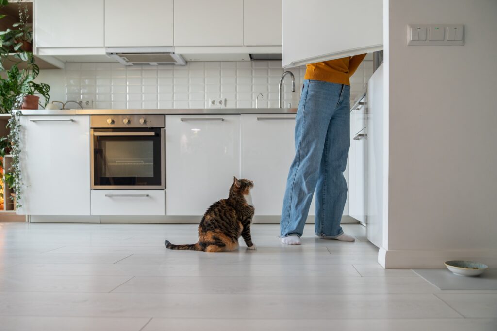 calico tabby cat following her owner who is in a white kitchen