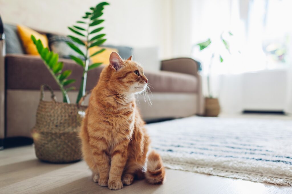 ginger tabby cat sitting on a living room floor