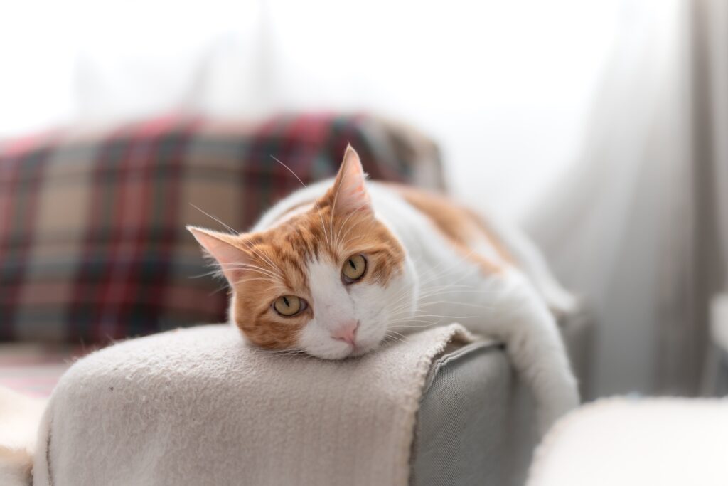 orange and white cat lying on a couch arm and looking at the camera
