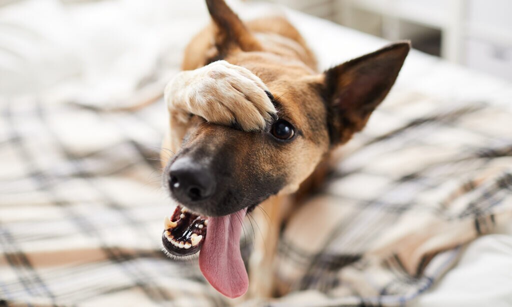 do dogs get embarrassed: dog with paw on face looking embarrassed