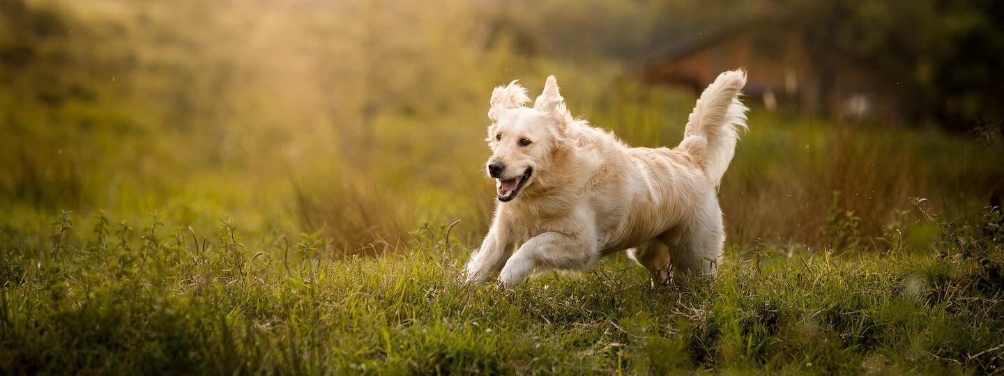 Golden retriever running outside