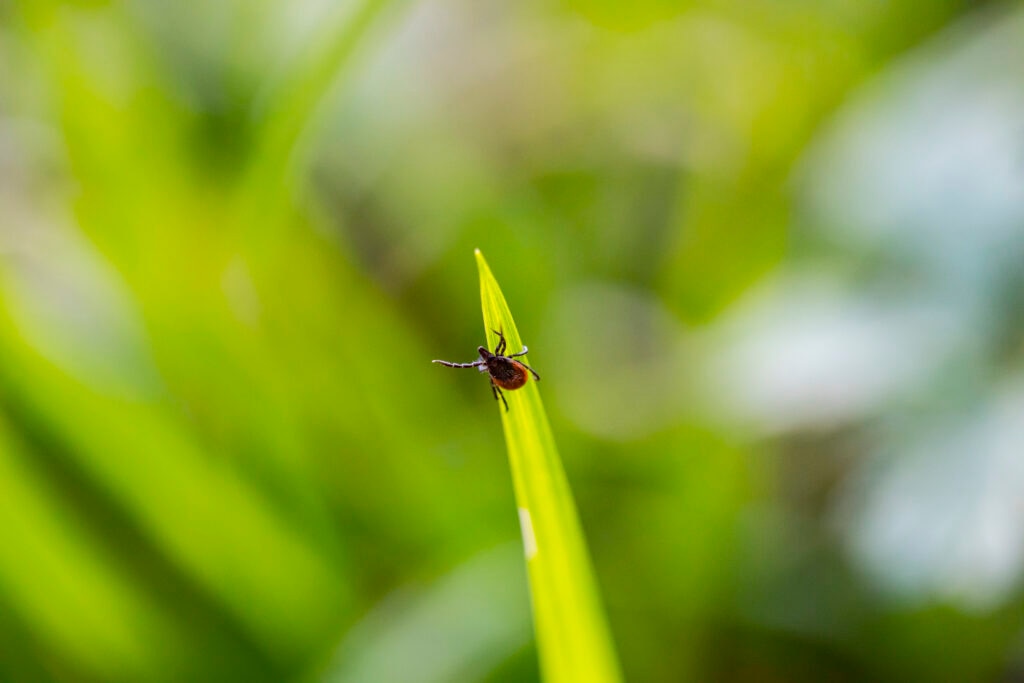 Deer tick. A deer tick climbs a blade of grass.