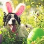 How To DIY a Dog Easter Egg Hunt for Your Pup