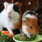 Guinea Pig Not Eating? Here’s What To Do