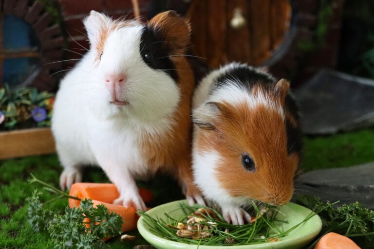 guinea pig not eating; two guinea pigs sit at their bowls.