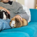 Bloat in Guinea Pigs: Causes, Symptoms, and When To Get Help