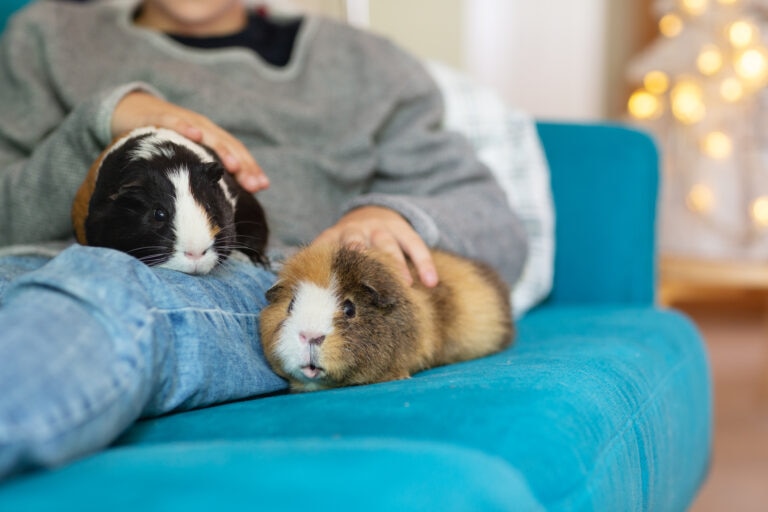 bloat in guinea pigs; two guinea pigs lay with their pet parent.