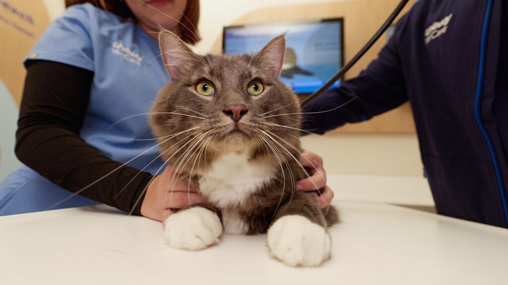 giardia in cats, cat at vet