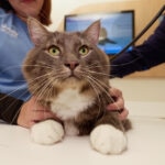 Giardia in Cats: Signs, Treatment, and Prevention