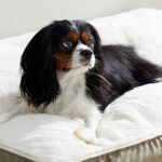 Osteoarthritis in Dogs: Signs, Treatment, and Prevention