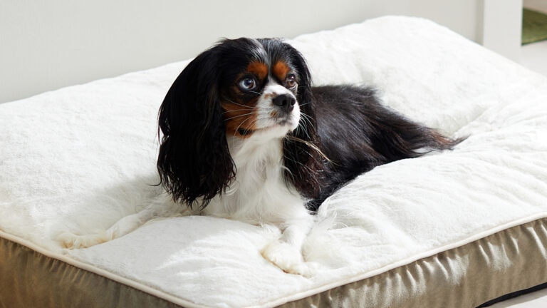 osteoarthritis in dogs , dog laying on bed