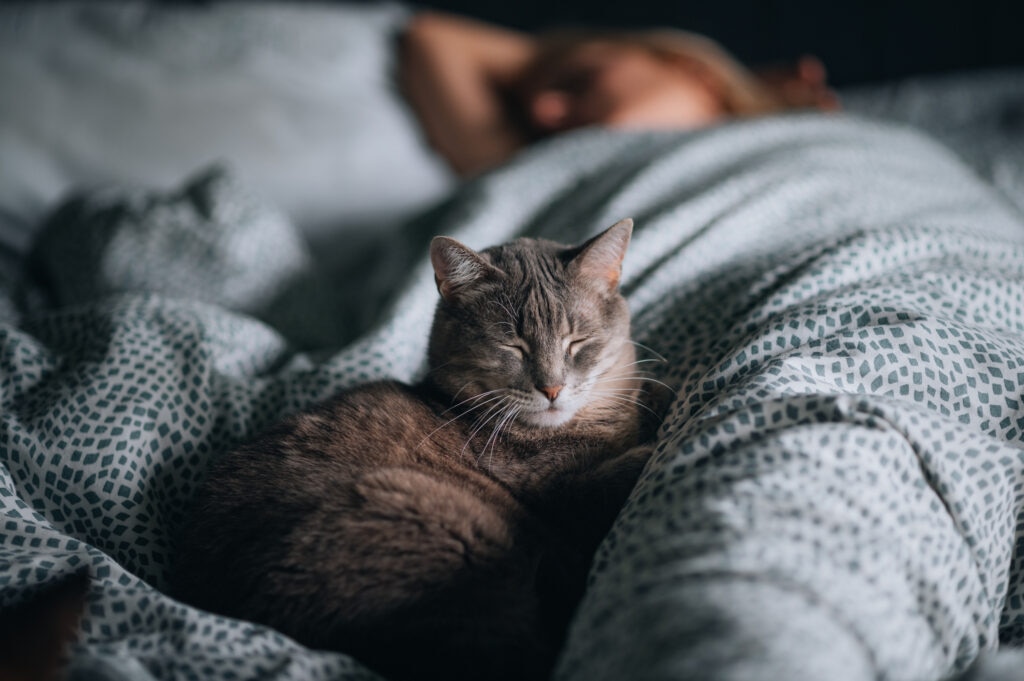 cat with closed eyes sleeping in front of owner on bed
