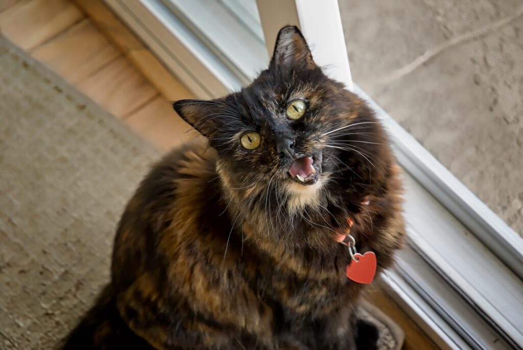 tortoiseshell cat meowing and looking up from the floor