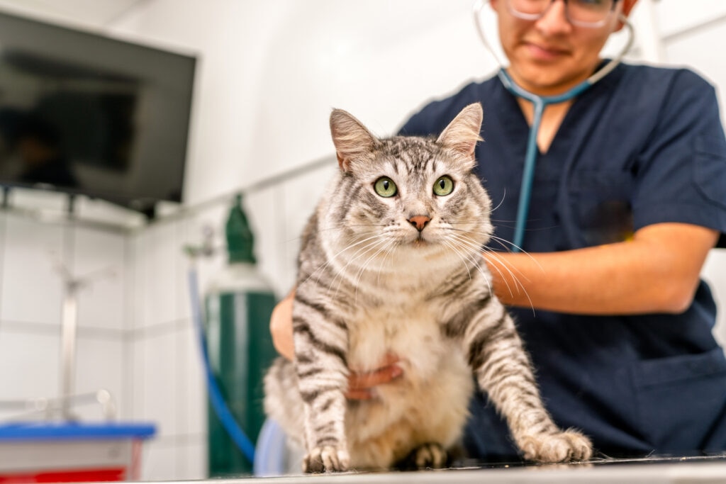 hypothyroidism in cats; a veterinarian examines a cat at a clinic.