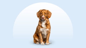 Nova Scotia Duck Tolling Retriever