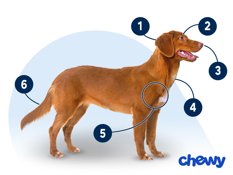 Photo of a Nova Scotia Duck Tolling Retriever