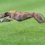 A brindle Greyhound runs through grass