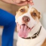 Why Is My Dog Panting So Much? Is This Normal?