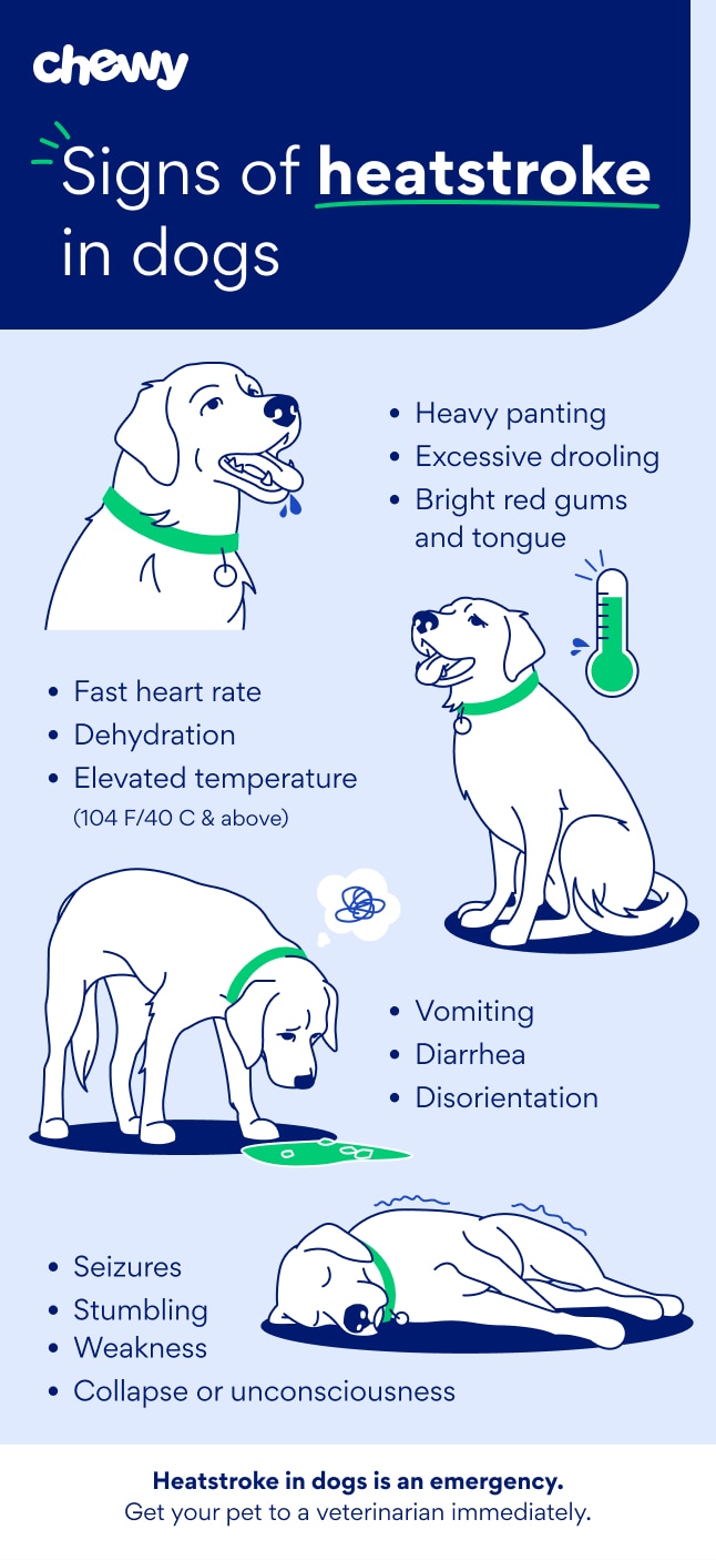 signs of heatstroke in dogs infographic chewy