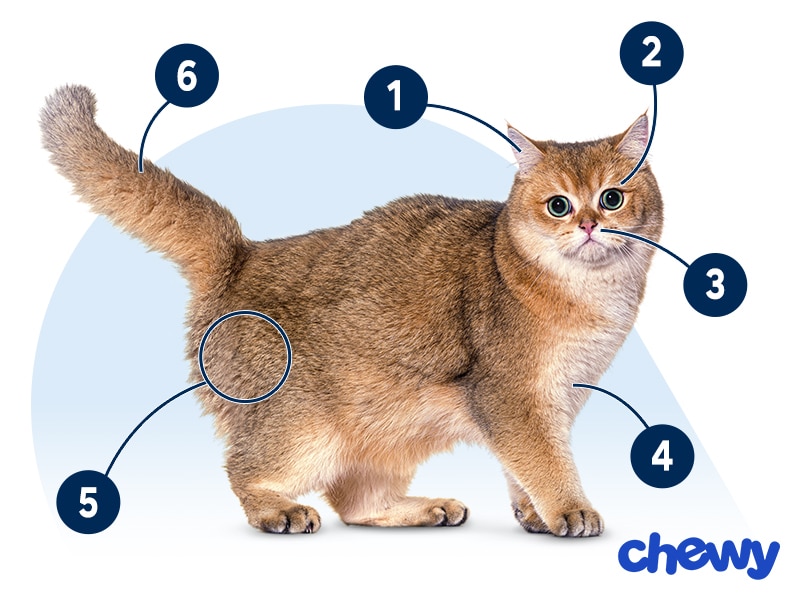 Photo of a British Shorthair