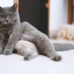 a blue British Shorthair cat lounging