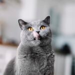 blue british shorthair cat licking its lips