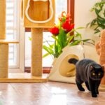 black british shorthair cat standing in front of a cat tree
