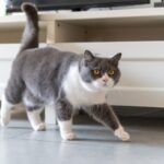 A gray and white british shorthair cat walking across the floor