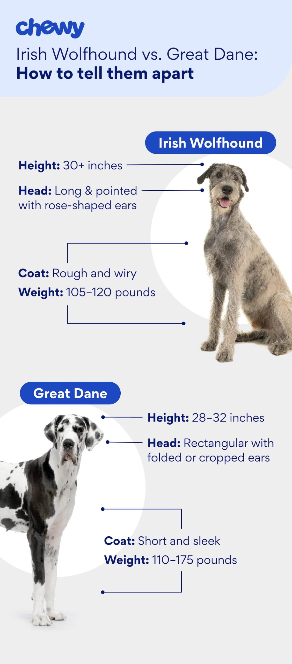 Diagram of an Irish Wolfhound vs. a Great Dane
