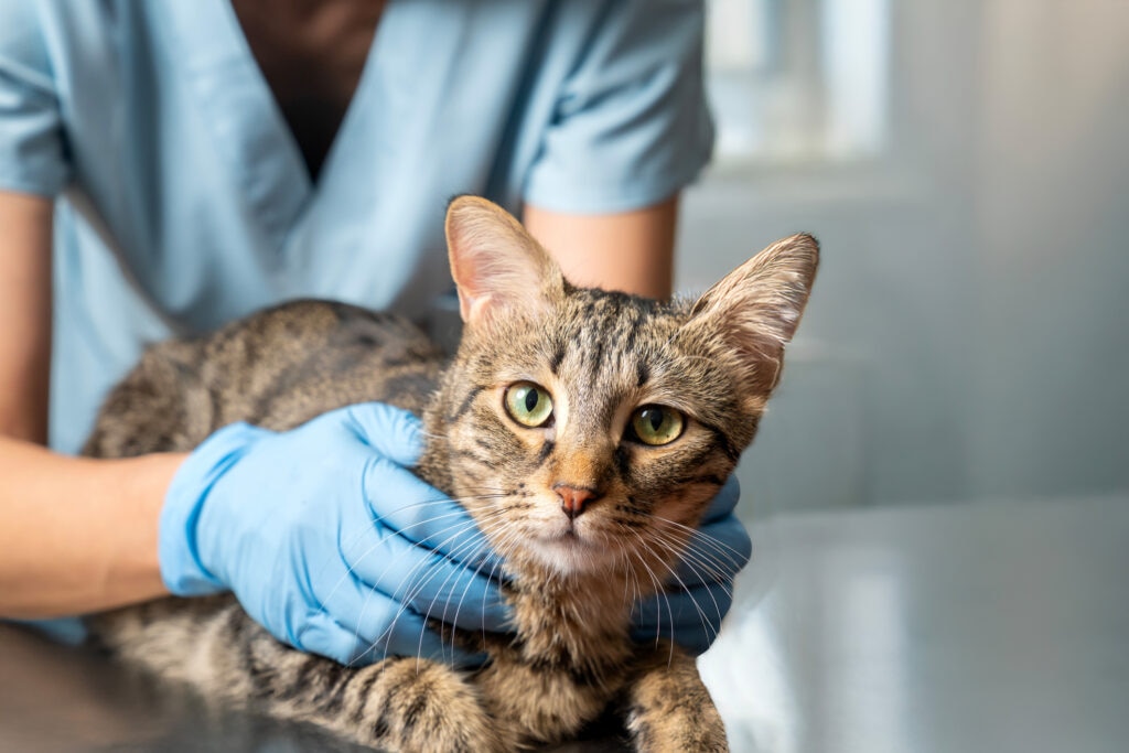 diabetic ketoacidosis in cats; a cat is held by their veterinarian.