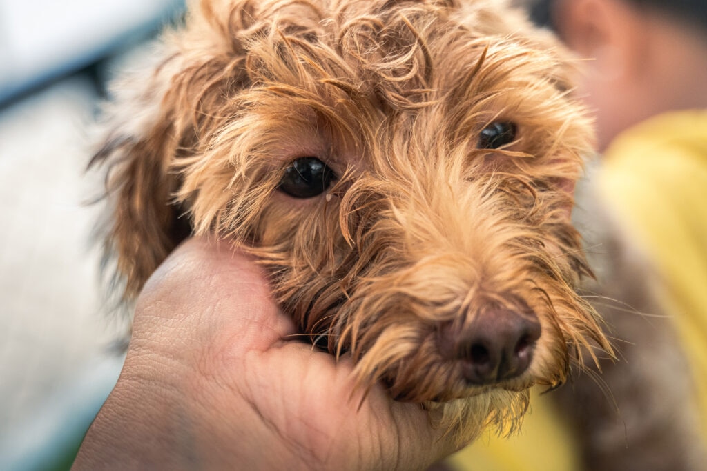 epiphora in dogs; a dog with watery eyes is examined by their pet parent.