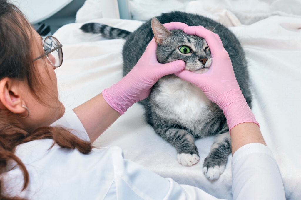 cloudy eyes in cats; a veterinarian examines a cat’s eyes in a clinic.