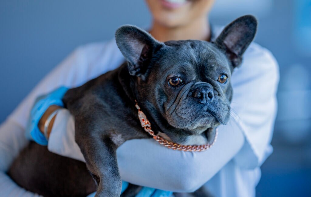 lungworm in dogs; a French Bulldog is held by their veterinarian.