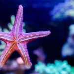 Starfish Care Sheet