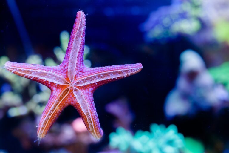 star fish on side of fish tank