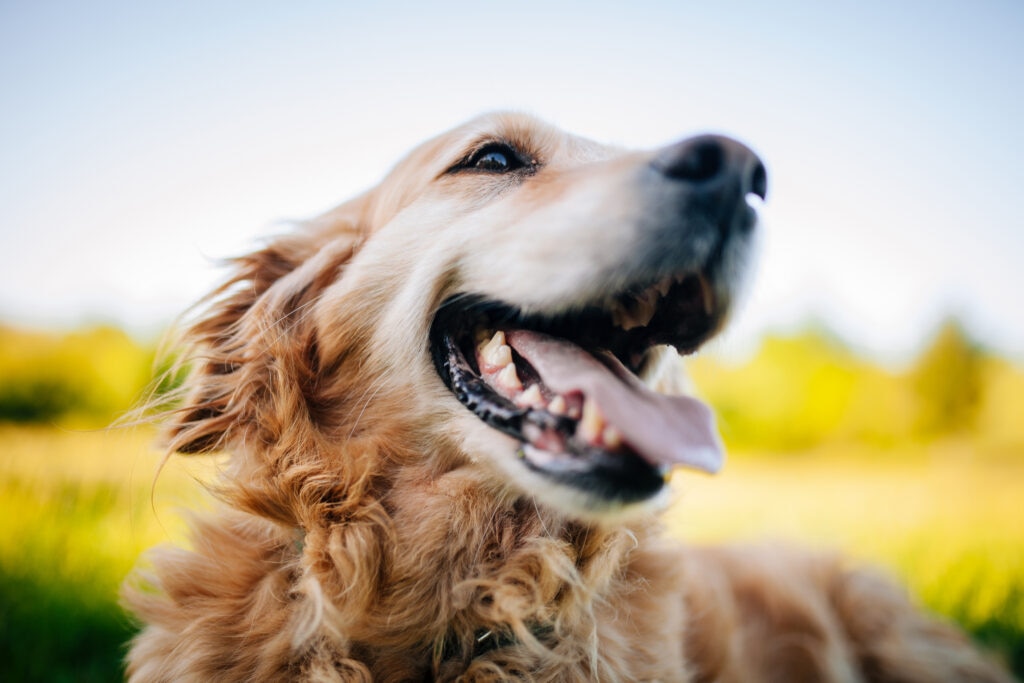 Golden Retriever smiles at the camera