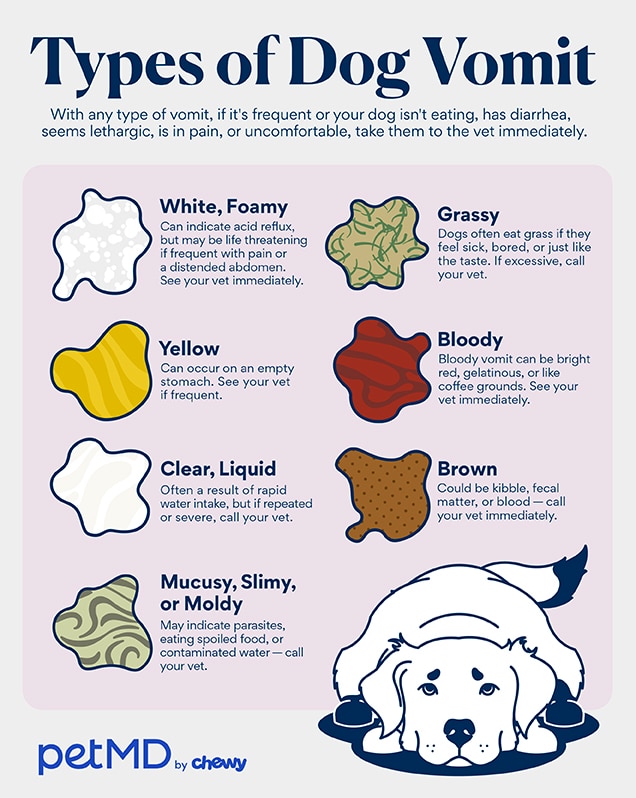 diagram of vomiting in dogs