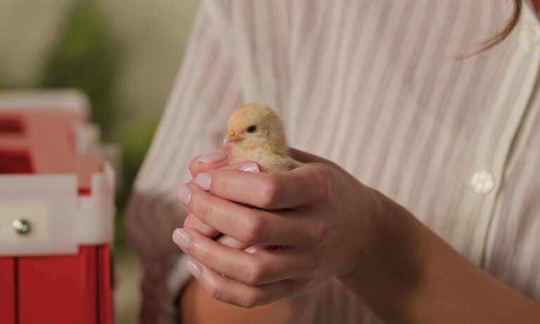 a chick in the hands of its owner