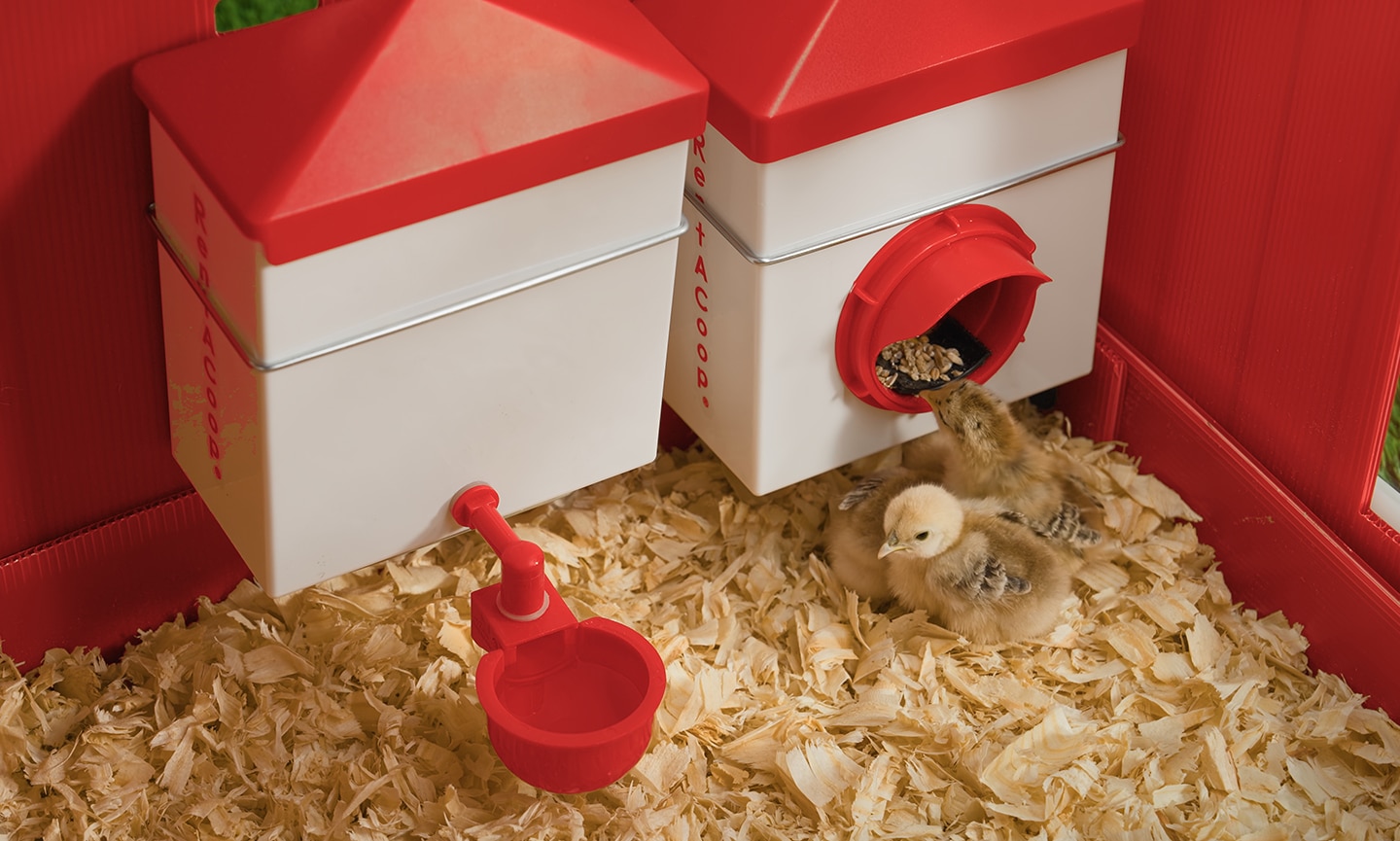 chicks eating in brooder