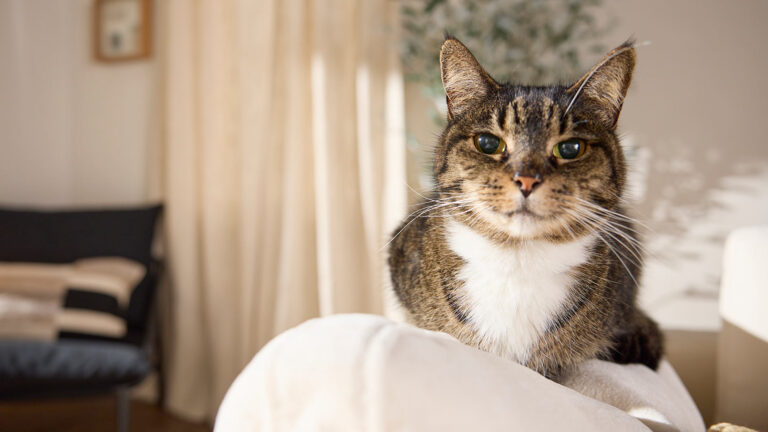 A cat laying on the back of a couch